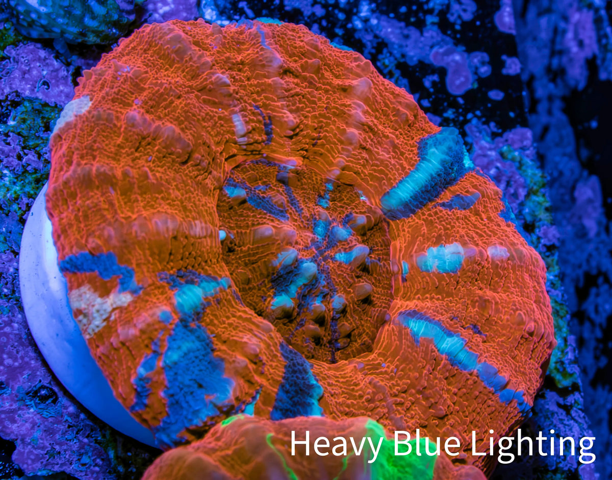 Ultra Red Orange Blue Superman Scoly Coral WYSIWYG 4cm Ultra Red Orange Blue Superman Scoly Coral WYSIWYG 4cm LPS Ultra Red Orange Blue Superman Scoly Coral WYSIWYG 4cm Zeo Box Reef