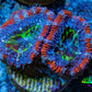 Ultra Red Orange Blue and Green Acan Frag WYSIWYG B7R3B1 Ultra Red Orange Blue and Green Acan Frag WYSIWYG B7R3B1 LPS Coral Ultra Red Orange Blue and Green Acan Frag WYSIWYG B7R3B1 Zeo Box Reef