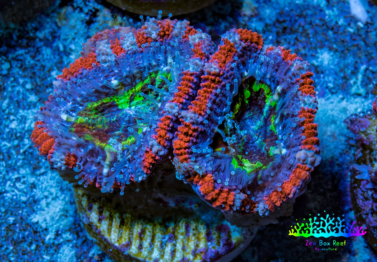 Ultra Red Orange Blue and Green Acan Frag WYSIWYG B7R3B1 Ultra Red Orange Blue and Green Acan Frag WYSIWYG B7R3B1 LPS Coral Ultra Red Orange Blue and Green Acan Frag WYSIWYG B7R3B1 Zeo Box Reef