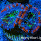 Ultra Red Orange Blue and Green Acan Frag WYSIWYG B7R3B1 Ultra Red Orange Blue and Green Acan Frag WYSIWYG B7R3B1 LPS Coral Ultra Red Orange Blue and Green Acan Frag WYSIWYG B7R3B1 Zeo Box Reef