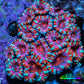 Ultra Red Orange Pink Teal Acan Coral WYSIWYG Ultra Red Orange Pink Teal Acan Coral WYSIWYG LPS Ultra Red Orange Pink Teal Acan Coral WYSIWYG Zeo Box Reef