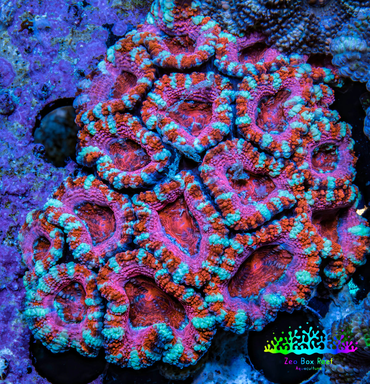 Ultra Red Orange Pink Teal Acan Coral WYSIWYG Ultra Red Orange Pink Teal Acan Coral WYSIWYG LPS Ultra Red Orange Pink Teal Acan Coral WYSIWYG Zeo Box Reef