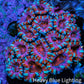 Ultra Red Orange Pink Teal Acan Coral WYSIWYG Ultra Red Orange Pink Teal Acan Coral WYSIWYG LPS Ultra Red Orange Pink Teal Acan Coral WYSIWYG Zeo Box Reef