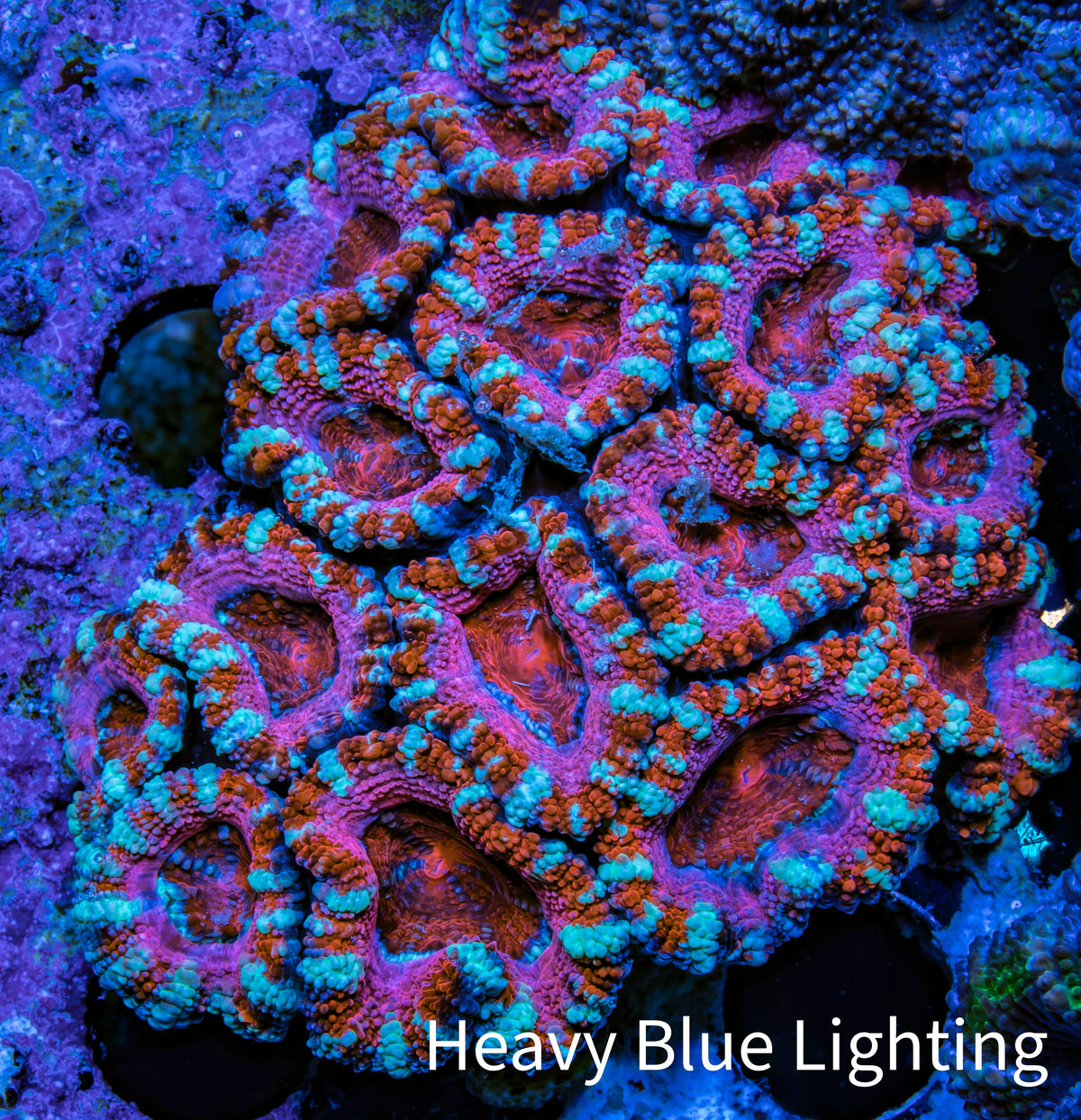 Ultra Red Orange Pink Teal Acan Coral WYSIWYG Ultra Red Orange Pink Teal Acan Coral WYSIWYG LPS Ultra Red Orange Pink Teal Acan Coral WYSIWYG Zeo Box Reef