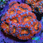 Ultra Red Orange and Blue Acan Coral WYSIWYG 5cm C2R2B1 Ultra Red Orange and Blue Acan Coral WYSIWYG 5cm C2R2B1 LPS Coral Ultra Red Orange and Blue Acan Coral WYSIWYG 5cm C2R2B1 Zeo Box Reef
