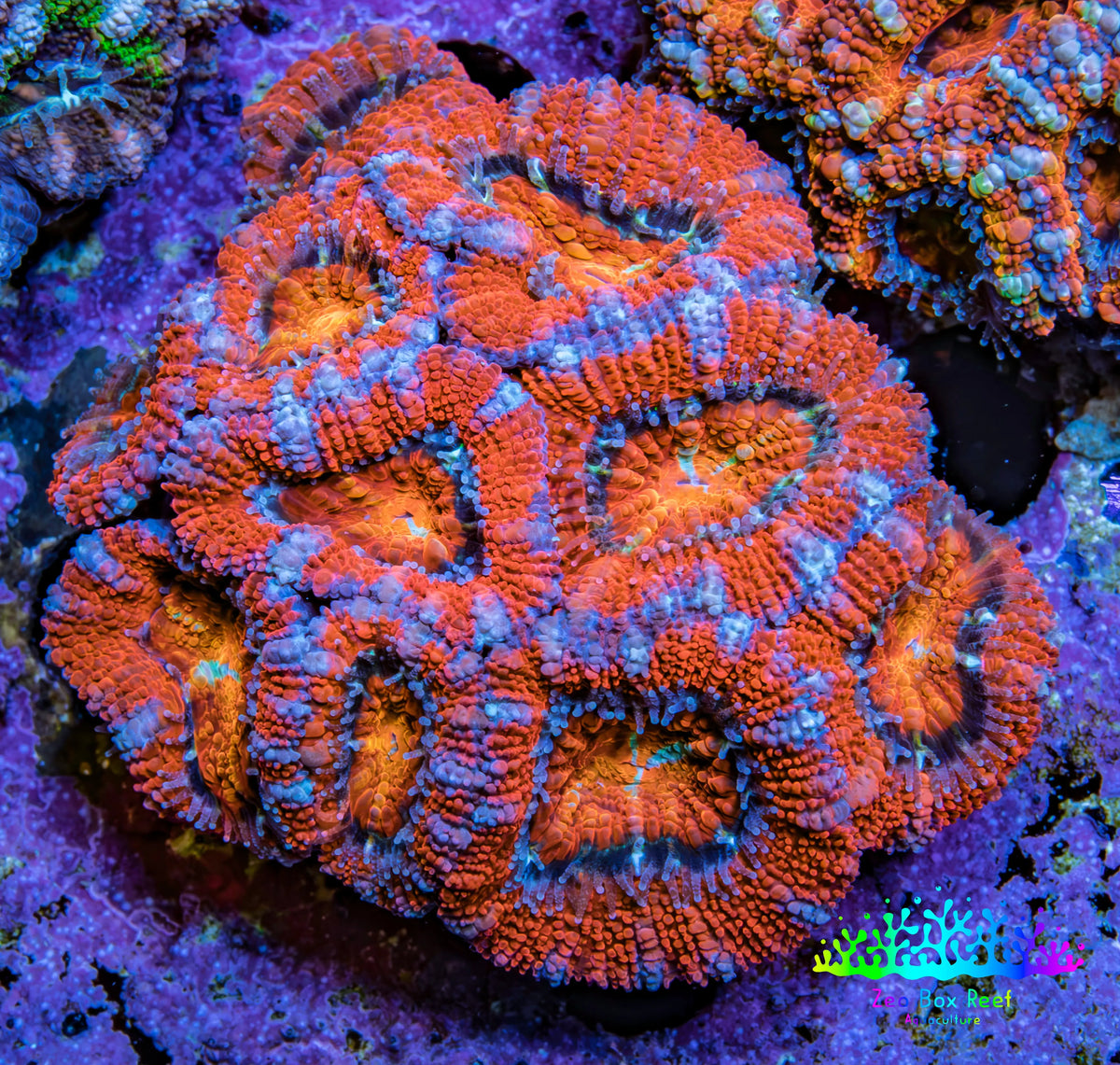 Ultra Red Orange and Blue Acan Coral WYSIWYG 5cm C2R2B1 Ultra Red Orange and Blue Acan Coral WYSIWYG 5cm C2R2B1 LPS Coral Ultra Red Orange and Blue Acan Coral WYSIWYG 5cm C2R2B1 Zeo Box Reef