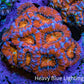 Ultra Red Orange and Blue Acan Coral WYSIWYG 5cm C2R2B1 Ultra Red Orange and Blue Acan Coral WYSIWYG 5cm C2R2B1 LPS Coral Ultra Red Orange and Blue Acan Coral WYSIWYG 5cm C2R2B1 Zeo Box Reef