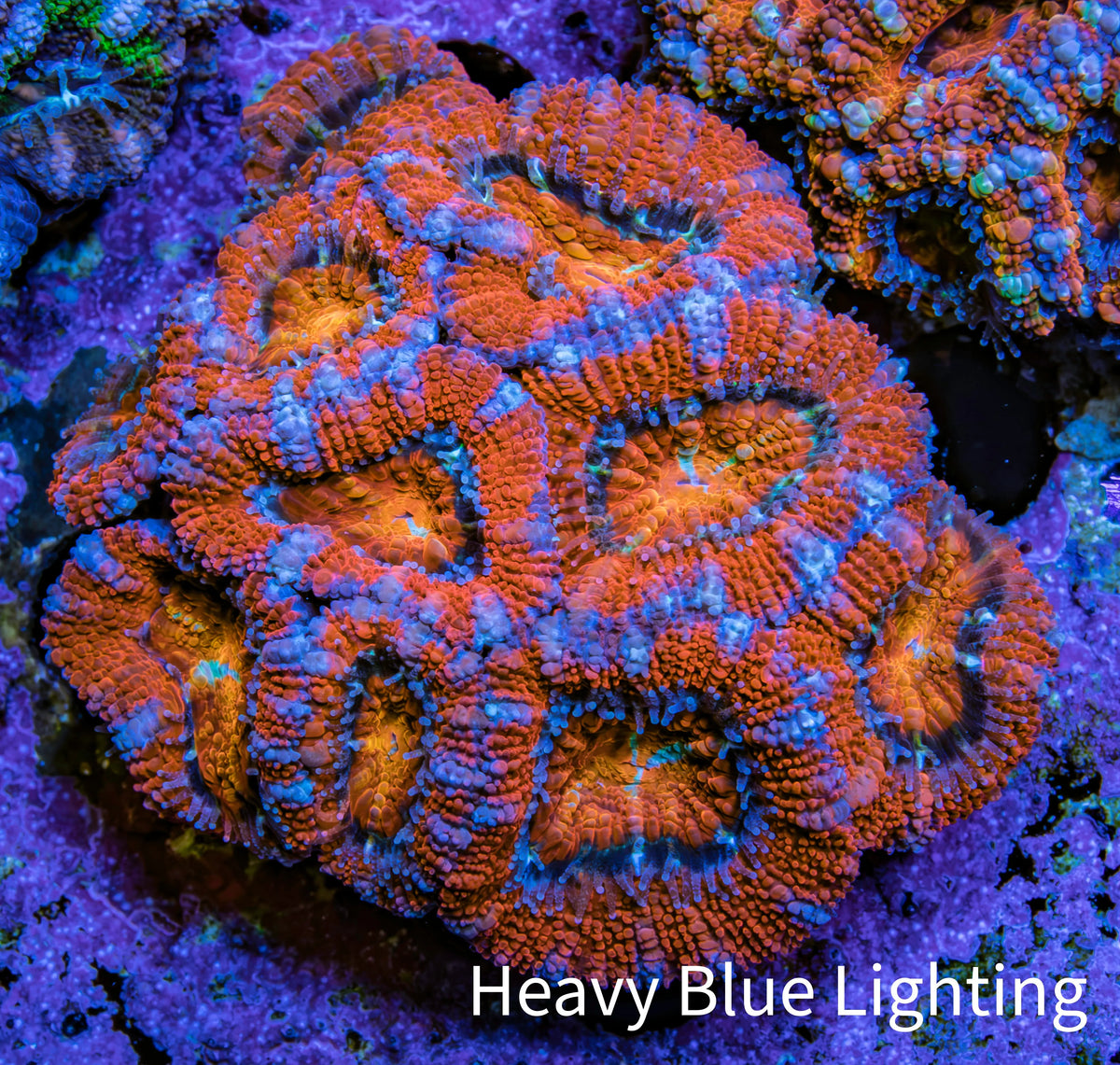 Ultra Red Orange and Blue Acan Coral WYSIWYG 5cm C2R2B1 Ultra Red Orange and Blue Acan Coral WYSIWYG 5cm C2R2B1 LPS Coral Ultra Red Orange and Blue Acan Coral WYSIWYG 5cm C2R2B1 Zeo Box Reef