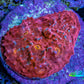 Ultra Red Pink Blue Gold Eye Chalice Frag WYSIWYG Ultra Red Pink Blue Gold Eye Chalice Frag WYSIWYG LPS Ultra Red Pink Blue Gold Eye Chalice Frag WYSIWYG Zeo Box Reef
