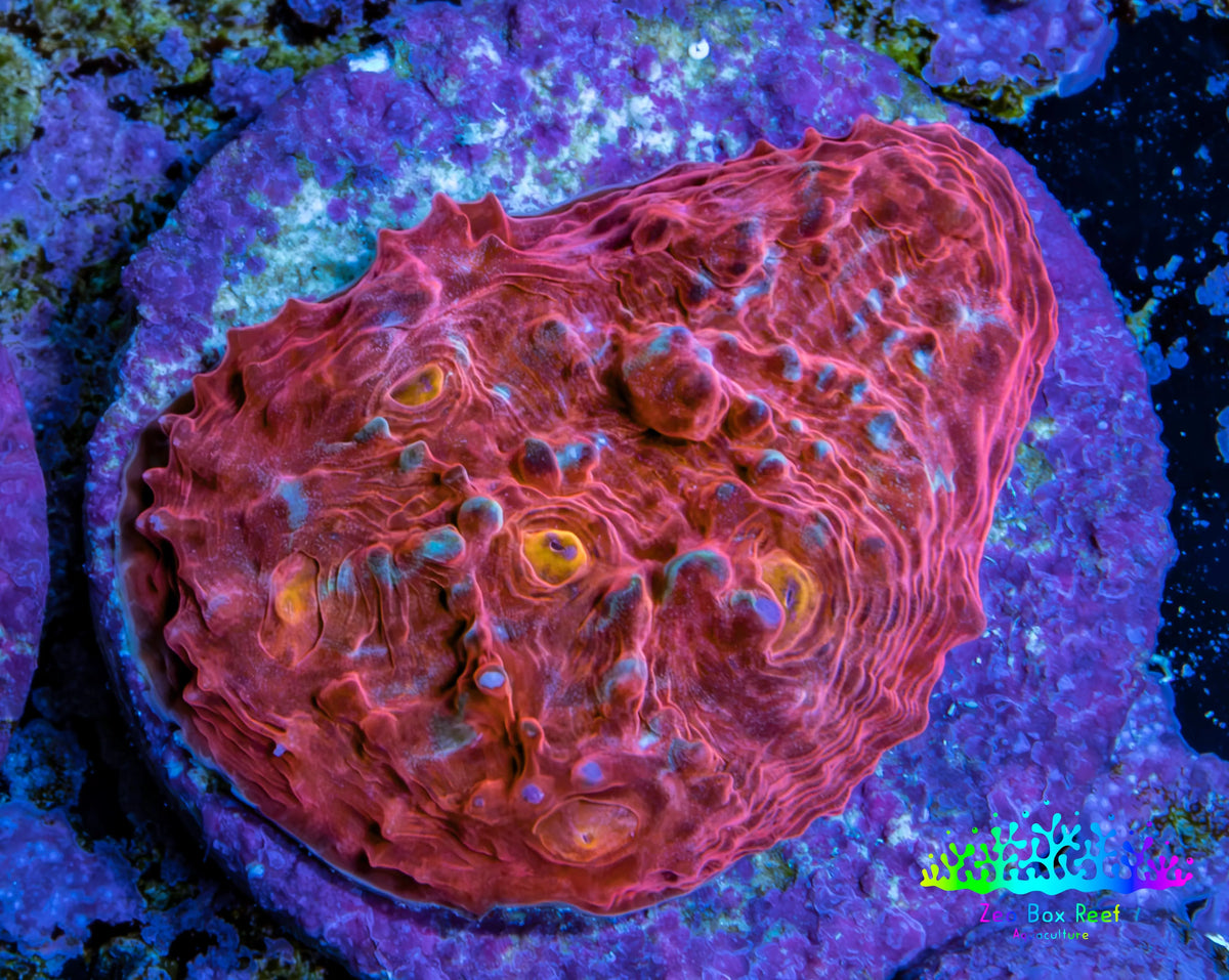 Ultra Red Pink Blue Gold Eye Chalice Frag WYSIWYG Ultra Red Pink Blue Gold Eye Chalice Frag WYSIWYG LPS Ultra Red Pink Blue Gold Eye Chalice Frag WYSIWYG Zeo Box Reef