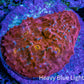 Ultra Red Pink Blue Gold Eye Chalice Frag WYSIWYG Ultra Red Pink Blue Gold Eye Chalice Frag WYSIWYG LPS Ultra Red Pink Blue Gold Eye Chalice Frag WYSIWYG Zeo Box Reef