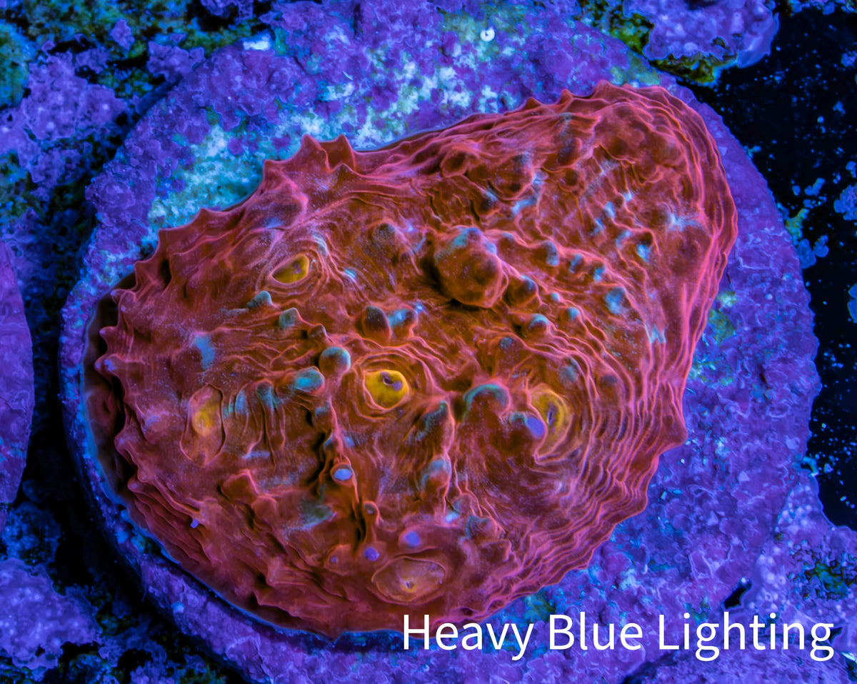 Ultra Red Pink Blue Gold Eye Chalice Frag WYSIWYG Ultra Red Pink Blue Gold Eye Chalice Frag WYSIWYG LPS Ultra Red Pink Blue Gold Eye Chalice Frag WYSIWYG Zeo Box Reef