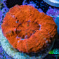 Ultra Red Scolymia Coral 3cm WYSIWYG Ultra Red Scolymia Coral 3cm WYSIWYG LPS Ultra Red Scolymia Coral 3cm WYSIWYG Zeo Box Reef