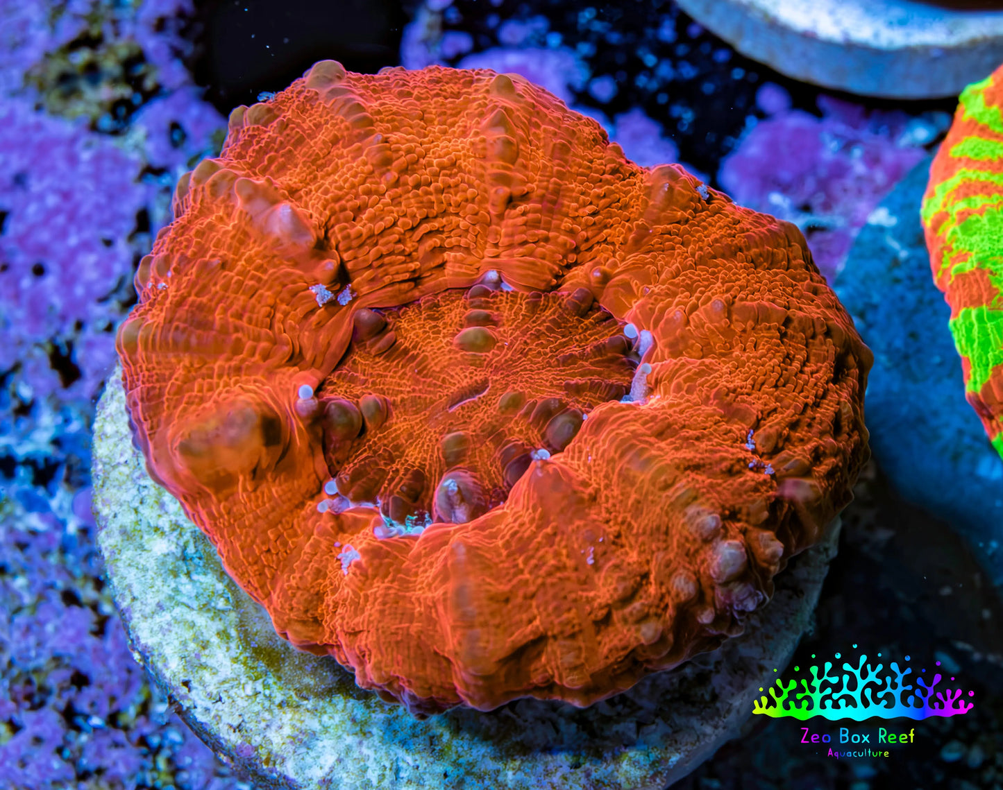 Ultra Red Scolymia Coral 3cm WYSIWYG Ultra Red Scolymia Coral 3cm WYSIWYG LPS Ultra Red Scolymia Coral 3cm WYSIWYG Zeo Box Reef