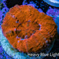 Ultra Red Scolymia Coral 3cm WYSIWYG Ultra Red Scolymia Coral 3cm WYSIWYG LPS Ultra Red Scolymia Coral 3cm WYSIWYG Zeo Box Reef