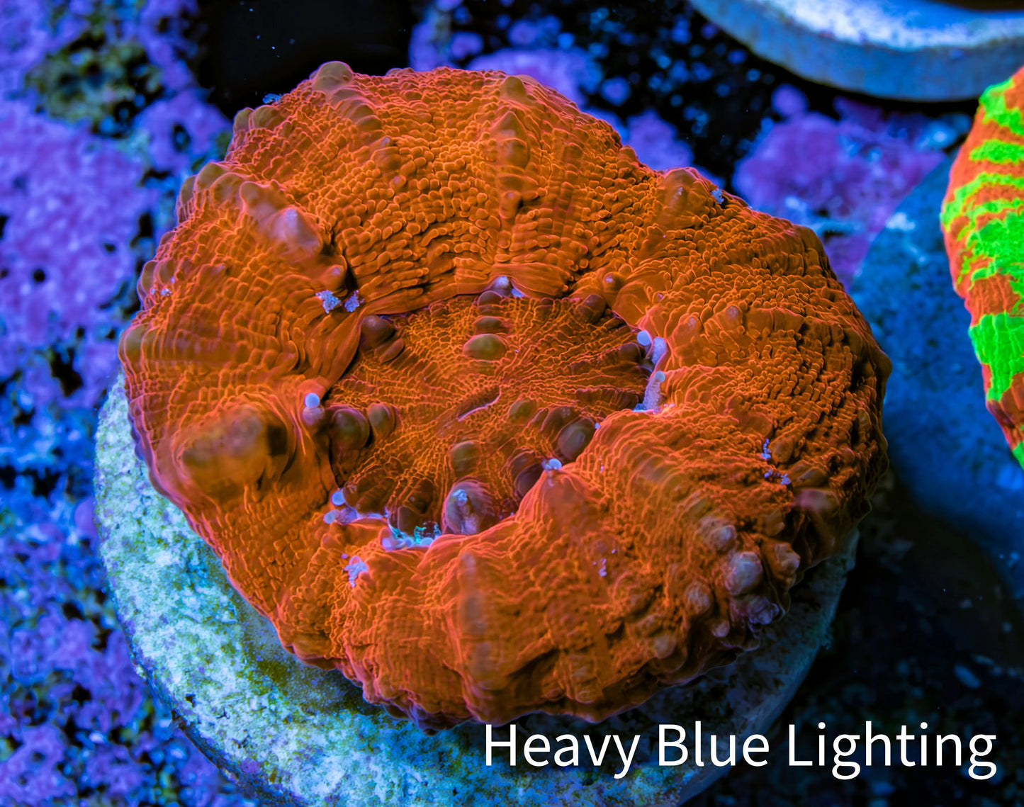 Ultra Red Scolymia Coral 3cm WYSIWYG Ultra Red Scolymia Coral 3cm WYSIWYG LPS Ultra Red Scolymia Coral 3cm WYSIWYG Zeo Box Reef