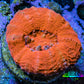 Ultra Red Scolymia Coral 3cm WYSIWYG Ultra Red Scolymia Coral 3cm WYSIWYG LPS Ultra Red Scolymia Coral 3cm WYSIWYG Zeo Box Reef