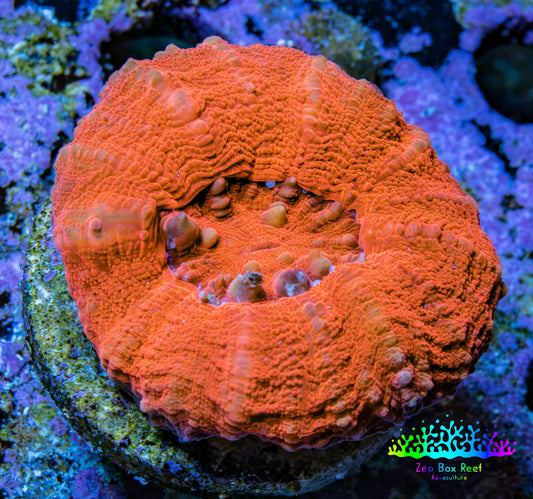 Ultra Red Scolymia Coral 3cm WYSIWYG Ultra Red Scolymia Coral 3cm WYSIWYG LPS Ultra Red Scolymia Coral 3cm WYSIWYG Zeo Box Reef