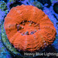 Ultra Red Scolymia Coral 3cm WYSIWYG Ultra Red Scolymia Coral 3cm WYSIWYG LPS Ultra Red Scolymia Coral 3cm WYSIWYG Zeo Box Reef