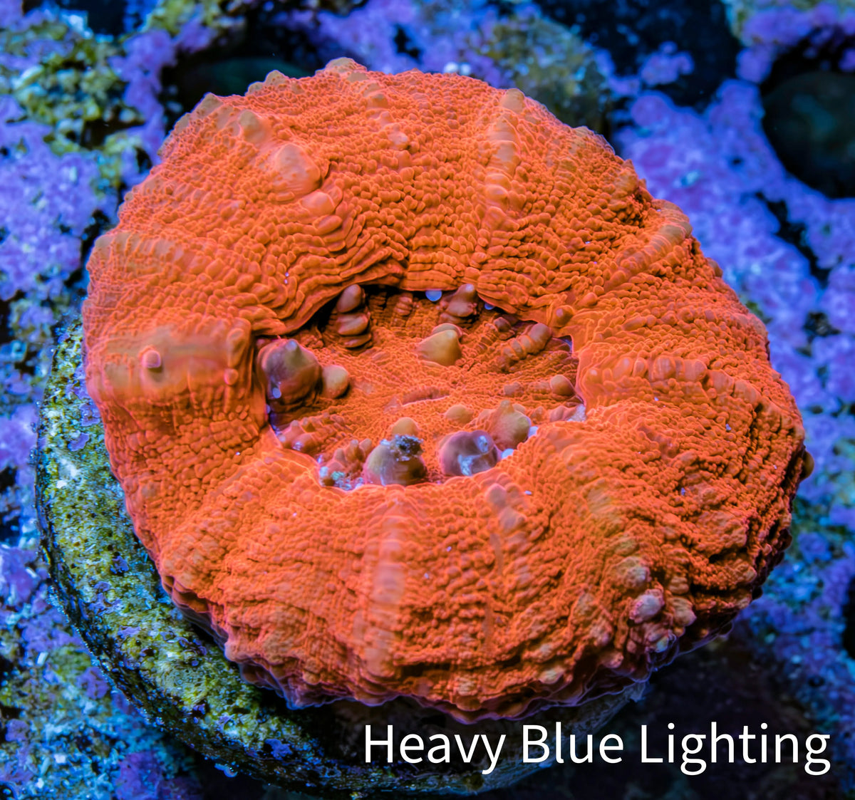 Ultra Red Scolymia Coral 3cm WYSIWYG Ultra Red Scolymia Coral 3cm WYSIWYG LPS Ultra Red Scolymia Coral 3cm WYSIWYG Zeo Box Reef