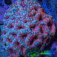 Ultra Red Teal Acan Coral 7cm WYSIWYG C11R3B1 Ultra Red Teal Acan Coral 7cm WYSIWYG C11R3B1 LPS Ultra Red Teal Acan Coral 7cm WYSIWYG C11R3B1 Zeo Box Reef