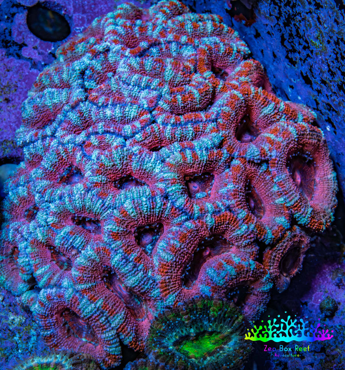 Ultra Red Teal Acan Coral 7cm WYSIWYG C11R3B1 Ultra Red Teal Acan Coral 7cm WYSIWYG C11R3B1 LPS Ultra Red Teal Acan Coral 7cm WYSIWYG C11R3B1 Zeo Box Reef