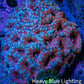 Ultra Red Teal Acan Coral 7cm WYSIWYG C11R3B1 Ultra Red Teal Acan Coral 7cm WYSIWYG C11R3B1 LPS Ultra Red Teal Acan Coral 7cm WYSIWYG C11R3B1 Zeo Box Reef
