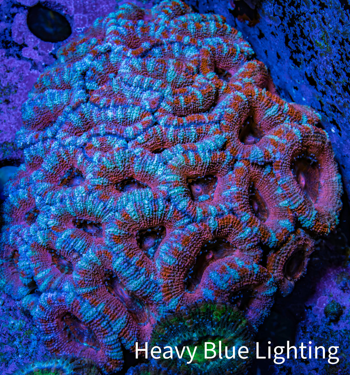 Ultra Red Teal Acan Coral 7cm WYSIWYG C11R3B1 Ultra Red Teal Acan Coral 7cm WYSIWYG C11R3B1 LPS Ultra Red Teal Acan Coral 7cm WYSIWYG C11R3B1 Zeo Box Reef