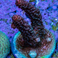 Ultra Red Tip Blue Polyp Millepora Frag WYSIWYG Ultra Red Tip Blue Polyp Millepora Frag WYSIWYG SPS Ultra Red Tip Blue Polyp Millepora Frag WYSIWYG Zeo Box Reef