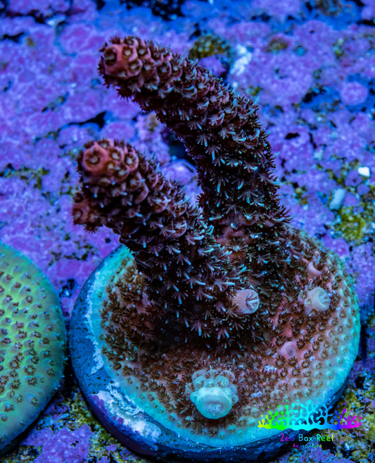 Ultra Red Tip Blue Polyp Millepora Frag WYSIWYG Ultra Red Tip Blue Polyp Millepora Frag WYSIWYG SPS Ultra Red Tip Blue Polyp Millepora Frag WYSIWYG Zeo Box Reef