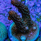 Ultra Red Tip Blue Polyp Millepora Frag WYSIWYG Ultra Red Tip Blue Polyp Millepora Frag WYSIWYG SPS Ultra Red Tip Blue Polyp Millepora Frag WYSIWYG Zeo Box Reef