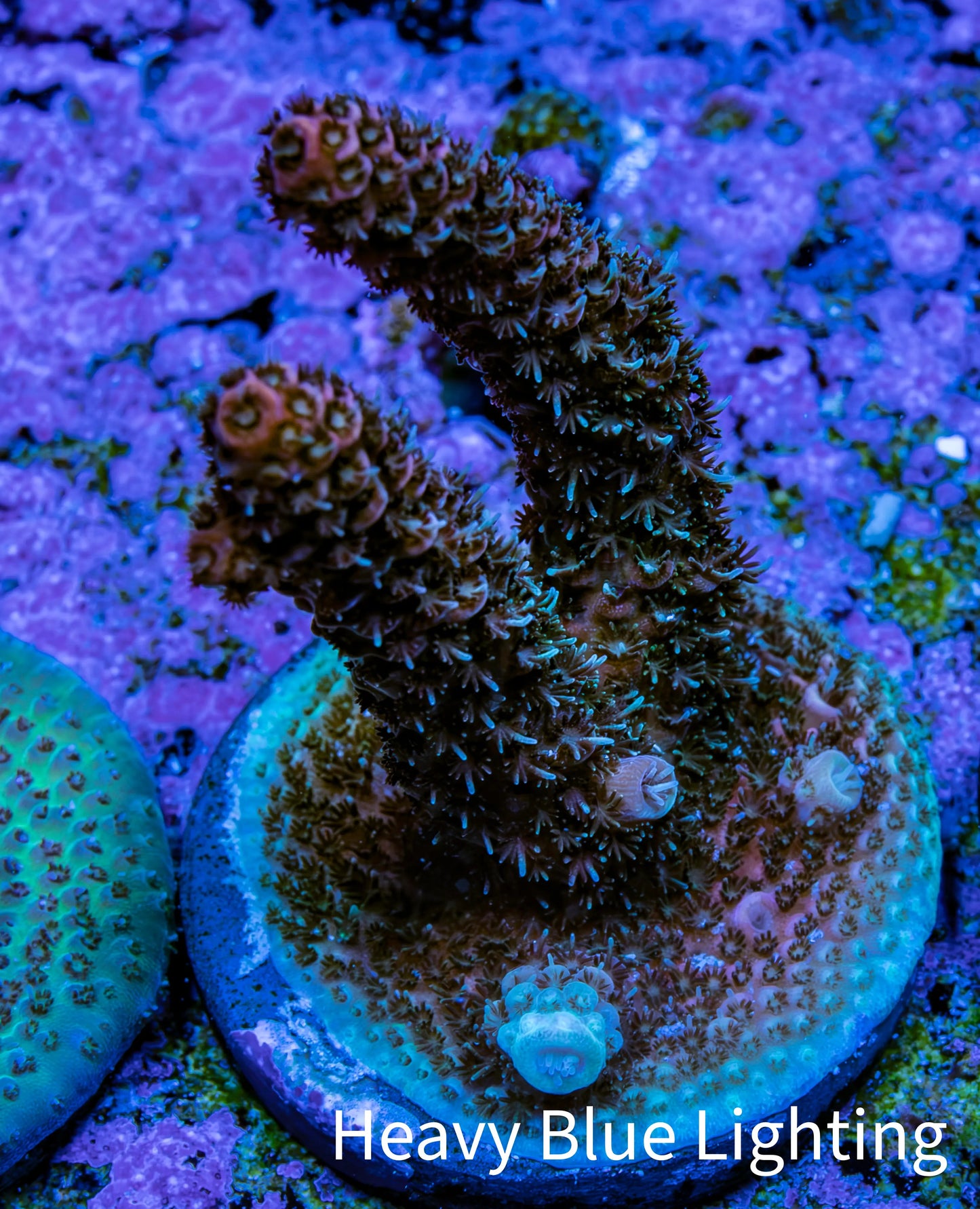 Ultra Red Tip Blue Polyp Millepora Frag WYSIWYG Ultra Red Tip Blue Polyp Millepora Frag WYSIWYG SPS Ultra Red Tip Blue Polyp Millepora Frag WYSIWYG Zeo Box Reef