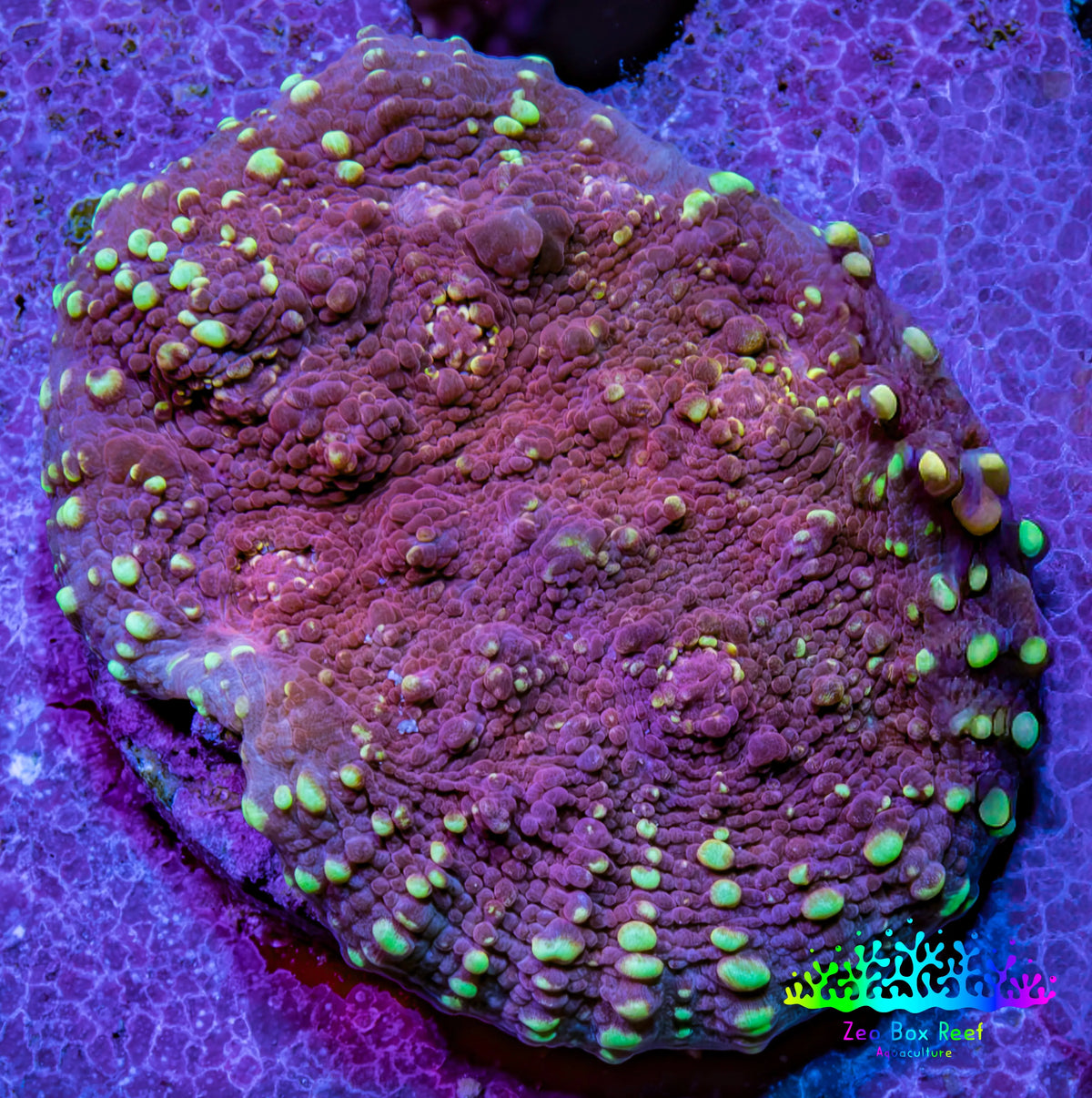 Ultra Red & Green Chalice Coral Frag, WYSIWYG Ultra Red & Green Chalice Coral Frag, WYSIWYG LPS Ultra Red & Green Chalice Coral Frag, WYSIWYG Zeo Box Reef