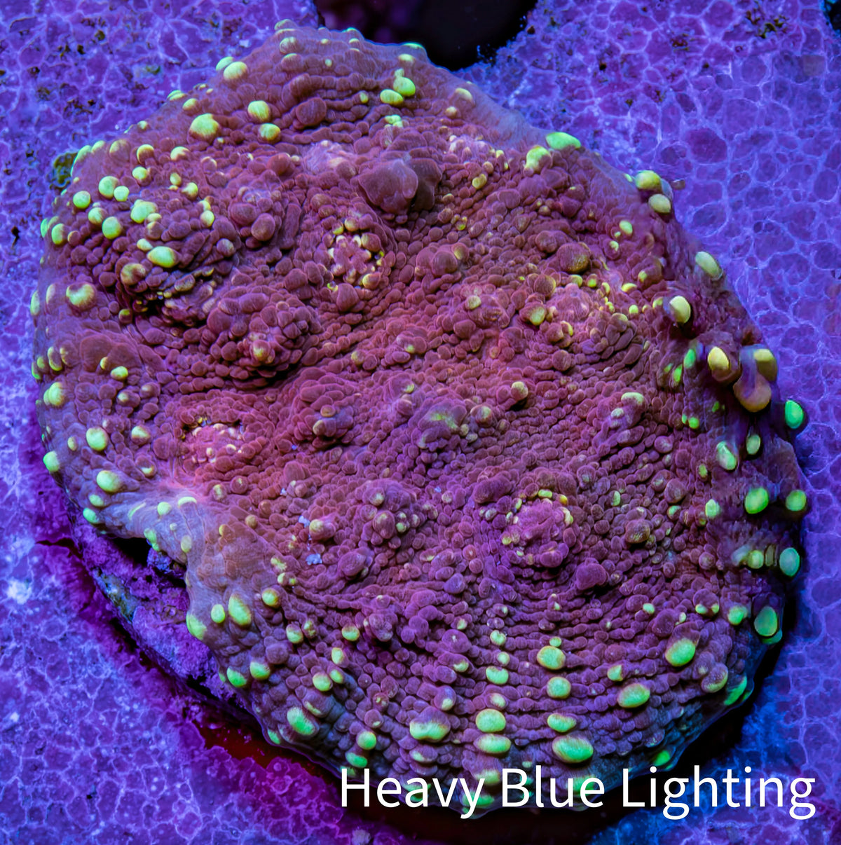 Ultra Red & Green Chalice Coral Frag, WYSIWYG Ultra Red & Green Chalice Coral Frag, WYSIWYG LPS Ultra Red & Green Chalice Coral Frag, WYSIWYG Zeo Box Reef