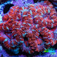 Ultra Red & Mint Green Acan Coral – WYSIWYG 4cm WYSIWYG Ultra Red & Mint Green Acan Coral – WYSIWYG 4cm WYSIWYG LPS Coral Ultra Red & Mint Green Acan Coral – WYSIWYG 4cm WYSIWYG Zeo Box Reef