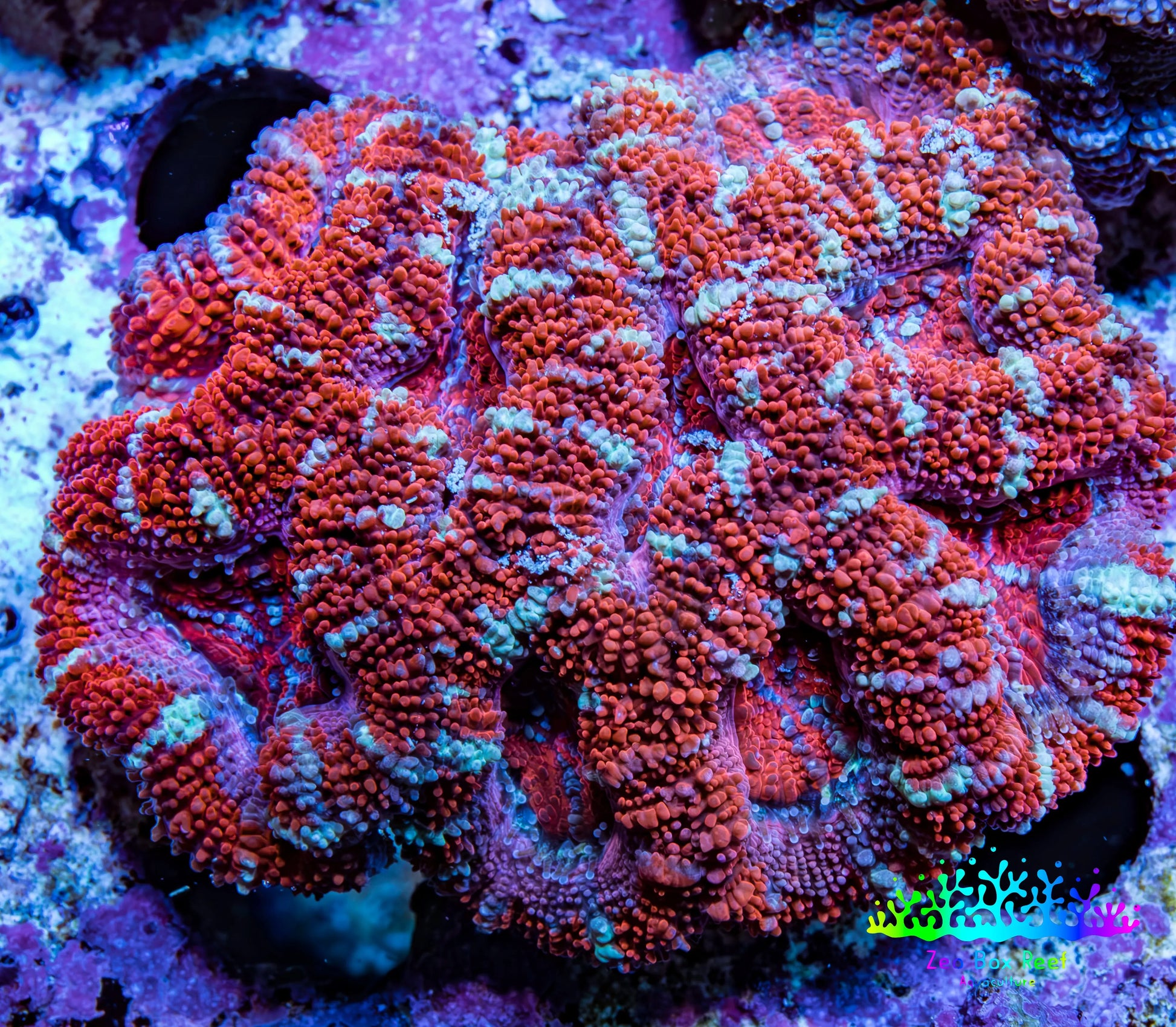 Ultra Red & Mint Green Acan Coral – WYSIWYG 4cm WYSIWYG Ultra Red & Mint Green Acan Coral – WYSIWYG 4cm WYSIWYG LPS Coral Ultra Red & Mint Green Acan Coral – WYSIWYG 4cm WYSIWYG Zeo Box Reef