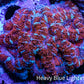 Ultra Red & Mint Green Acan Coral – WYSIWYG 4cm WYSIWYG Ultra Red & Mint Green Acan Coral – WYSIWYG 4cm WYSIWYG LPS Coral Ultra Red & Mint Green Acan Coral – WYSIWYG 4cm WYSIWYG Zeo Box Reef