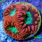 Ultra Red and Neon Green Blasto Frag WYSIWYG A1R4B2 Ultra Red and Neon Green Blasto Frag WYSIWYG A1R4B2 LPS Ultra Red and Neon Green Blasto Frag WYSIWYG A1R4B2 Zeo Box Reef
