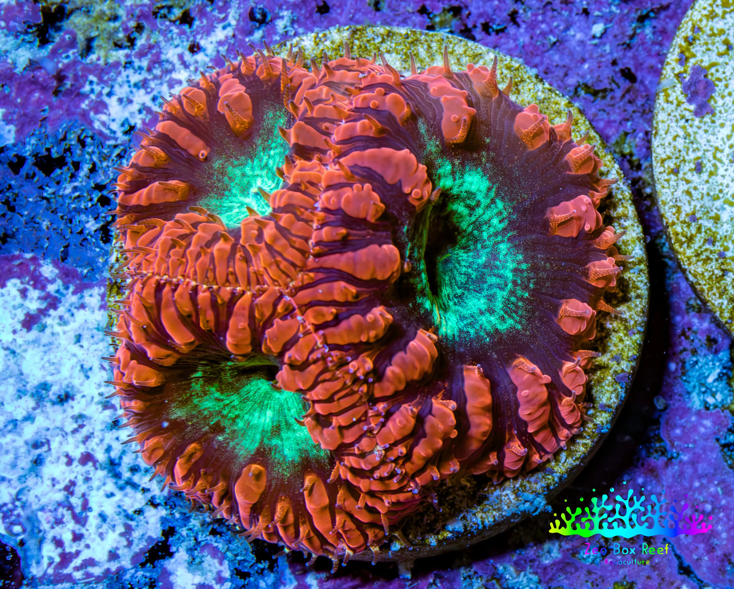 Ultra Red and Neon Green Blasto Frag WYSIWYG A1R4B2 Ultra Red and Neon Green Blasto Frag WYSIWYG A1R4B2 LPS Ultra Red and Neon Green Blasto Frag WYSIWYG A1R4B2 Zeo Box Reef