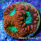 Ultra Red and Neon Green Blasto Frag WYSIWYG A1R4B2 Ultra Red and Neon Green Blasto Frag WYSIWYG A1R4B2 LPS Ultra Red and Neon Green Blasto Frag WYSIWYG A1R4B2 Zeo Box Reef
