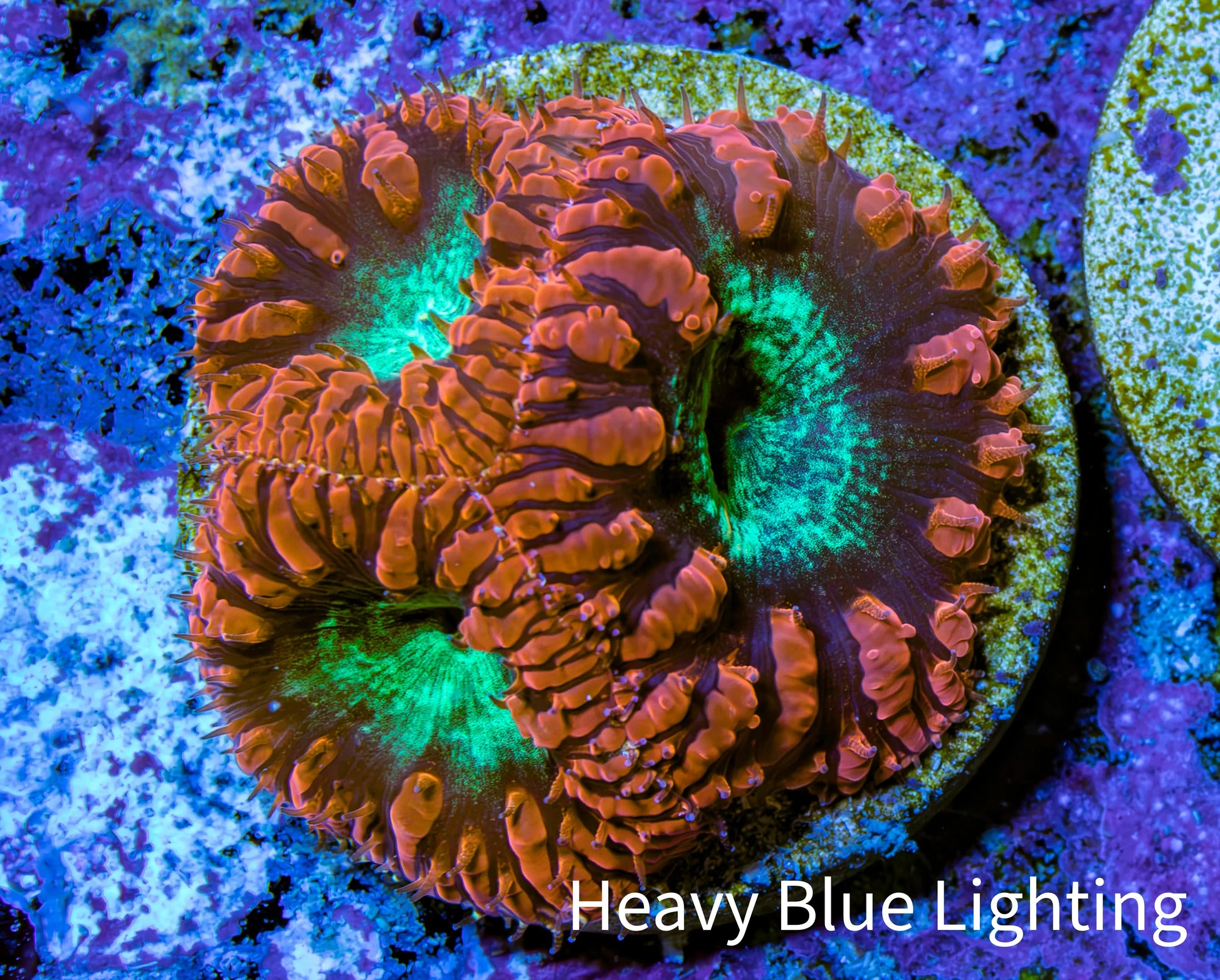 Ultra Red and Neon Green Blasto Frag WYSIWYG A1R4B2 Ultra Red and Neon Green Blasto Frag WYSIWYG A1R4B2 LPS Ultra Red and Neon Green Blasto Frag WYSIWYG A1R4B2 Zeo Box Reef