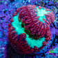 Ultra Red and Neon Green Blasto Frag WYSIWYG A1R4B2 Ultra Red and Neon Green Blasto Frag WYSIWYG A1R4B2 LPS Ultra Red and Neon Green Blasto Frag WYSIWYG A1R4B2 Zeo Box Reef