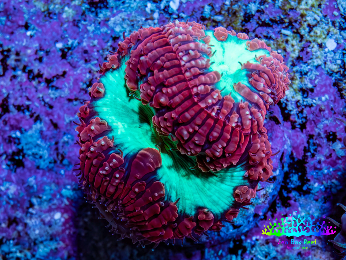 Ultra Red and Neon Green Blasto Frag WYSIWYG A1R4B2 Ultra Red and Neon Green Blasto Frag WYSIWYG A1R4B2 LPS Ultra Red and Neon Green Blasto Frag WYSIWYG A1R4B2 Zeo Box Reef