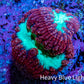 Ultra Red and Neon Green Blasto Frag WYSIWYG A1R4B2 Ultra Red and Neon Green Blasto Frag WYSIWYG A1R4B2 LPS Ultra Red and Neon Green Blasto Frag WYSIWYG A1R4B2 Zeo Box Reef