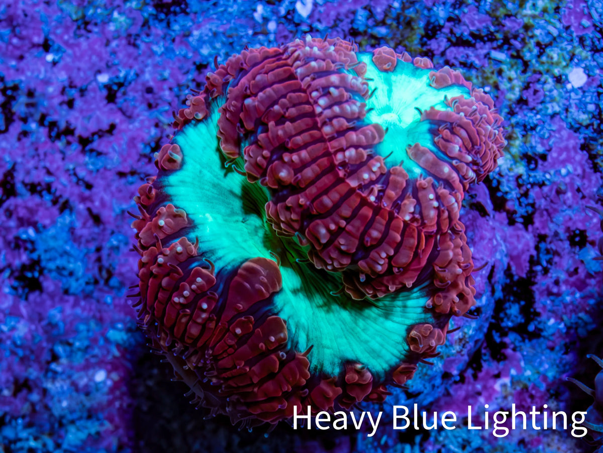 Ultra Red and Neon Green Blasto Frag WYSIWYG A1R4B2 Ultra Red and Neon Green Blasto Frag WYSIWYG A1R4B2 LPS Ultra Red and Neon Green Blasto Frag WYSIWYG A1R4B2 Zeo Box Reef