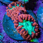 Ultra Red and Neon Green Blasto Frag WYSIWYG A2R4B2 (Copy) Ultra Red and Neon Green Blasto Frag WYSIWYG A2R4B2 (Copy) LPS Ultra Red and Neon Green Blasto Frag WYSIWYG A2R4B2 (Copy) Zeo Box Reef