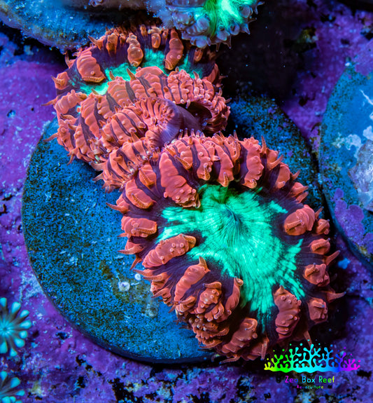 Ultra Red and Neon Green Blasto Frag WYSIWYG A2R4B2 (Copy) Ultra Red and Neon Green Blasto Frag WYSIWYG A2R4B2 (Copy) LPS Ultra Red and Neon Green Blasto Frag WYSIWYG A2R4B2 (Copy) Zeo Box Reef