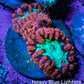Ultra Red and Neon Green Blasto Frag WYSIWYG A2R4B2 (Copy) Ultra Red and Neon Green Blasto Frag WYSIWYG A2R4B2 (Copy) LPS Ultra Red and Neon Green Blasto Frag WYSIWYG A2R4B2 (Copy) Zeo Box Reef