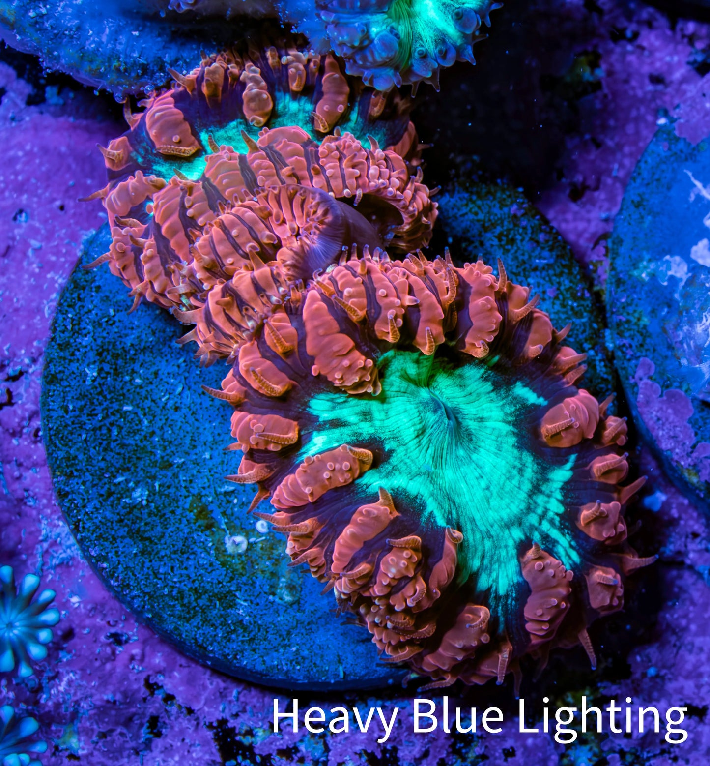 Ultra Red and Neon Green Blasto Frag WYSIWYG A2R4B2 (Copy) Ultra Red and Neon Green Blasto Frag WYSIWYG A2R4B2 (Copy) LPS Ultra Red and Neon Green Blasto Frag WYSIWYG A2R4B2 (Copy) Zeo Box Reef