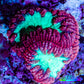 Ultra Red and Neon Green Blasto Frag WYSIWYG A3R4B2 Ultra Red and Neon Green Blasto Frag WYSIWYG A3R4B2 LPS Ultra Red and Neon Green Blasto Frag WYSIWYG A3R4B2 Zeo Box Reef